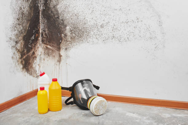 Best Professional Mold Removal  in Algonquin, IL