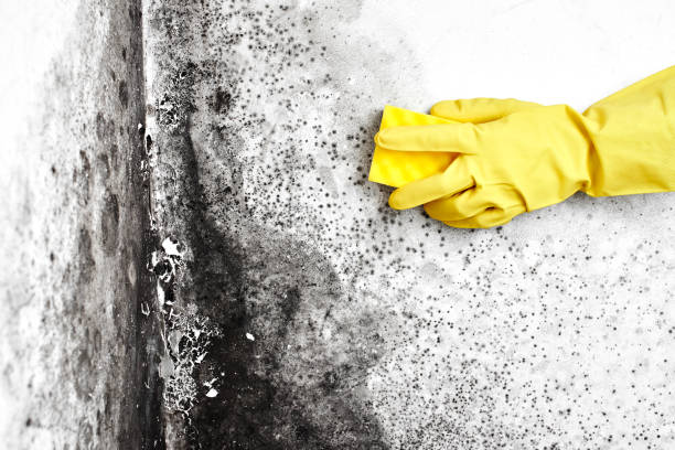 Best Crawl Space Mold Removal  in Algonquin, IL
