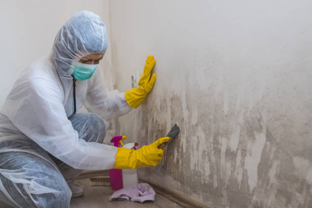 Best Crawl Space Mold Removal  in Algonquin, IL