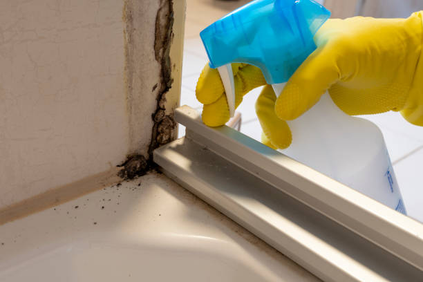 Best Local Mold Removal Service  in Algonquin, IL