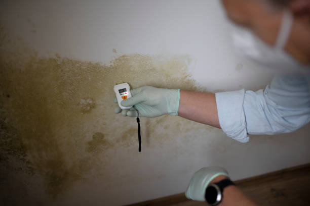Best Mold Remediation Services  in Algonquin, IL