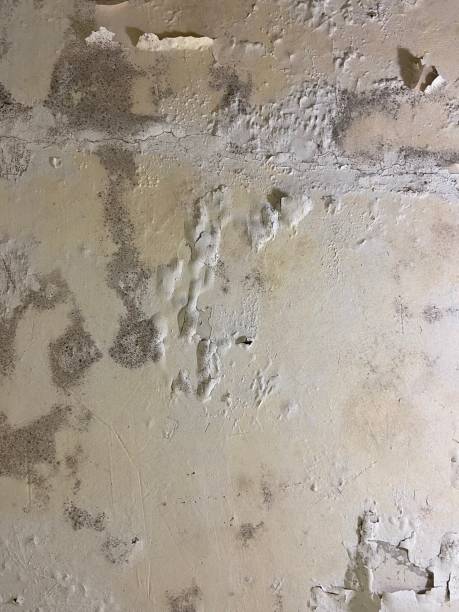 Best Same-Day Mold Removal  in Algonquin, IL