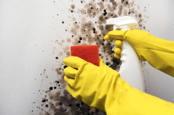 Crawl Space Mold Removal in Algonquin, IL
