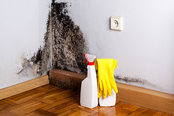 Mold Testing and Removal in Algonquin, IL